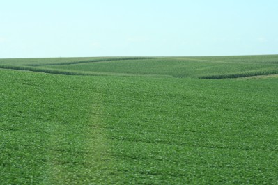 Iowa Bean Field